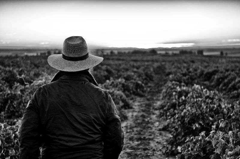 Die Weinberge von La Mancha